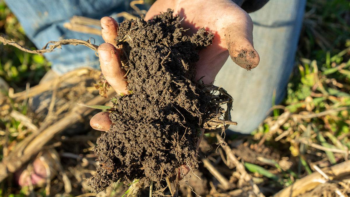 Cover crop hand full of soil