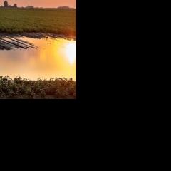 Farmers face difficult decisions