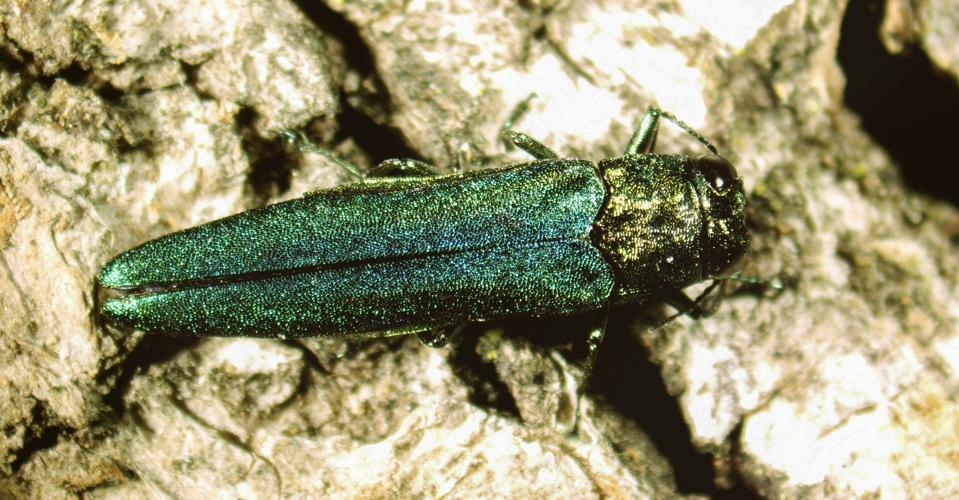 Emerald ash borer