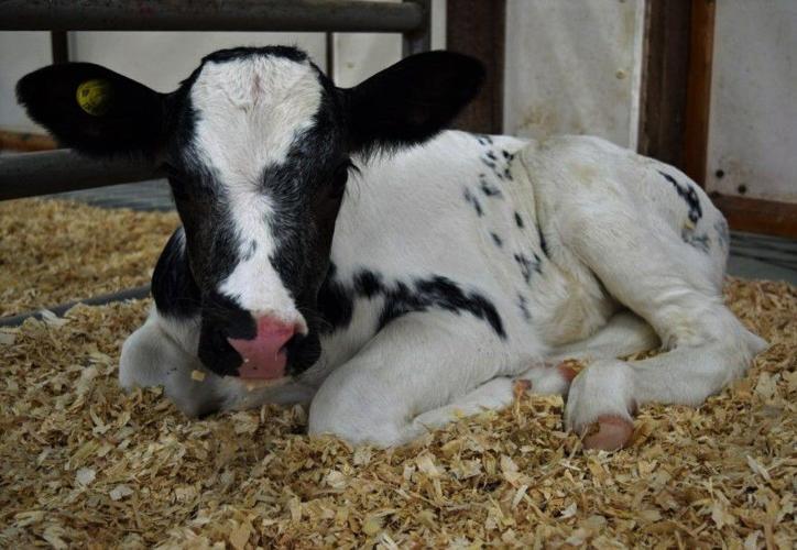 Calf nesting score 1