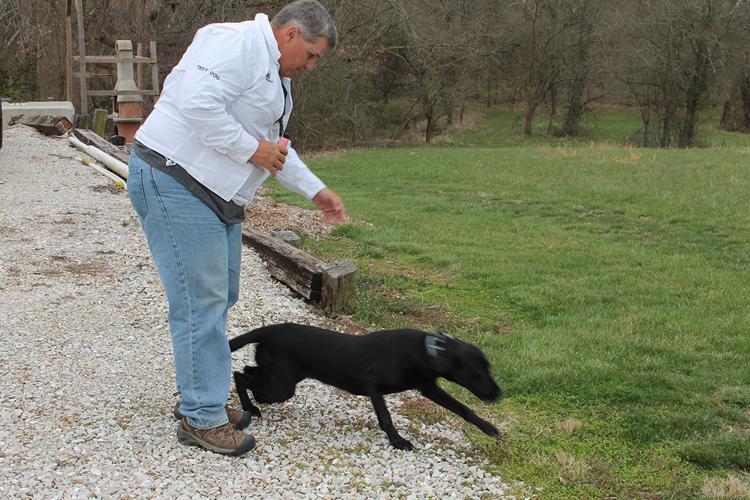 Mitimat Retrievers 2