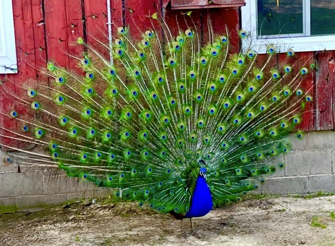 Peacock