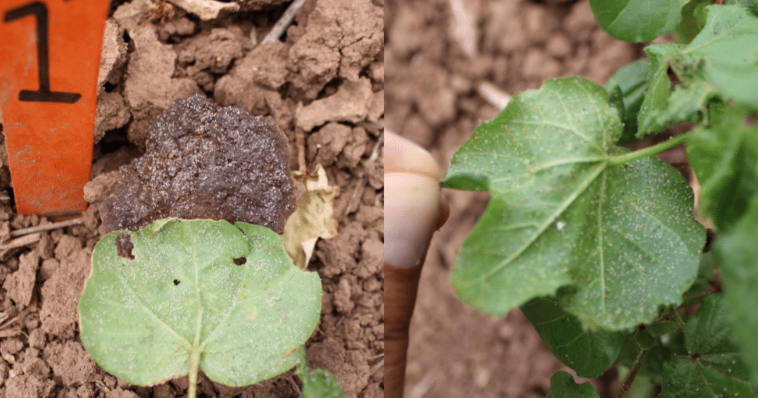 Drift injury = susceptible to aphids