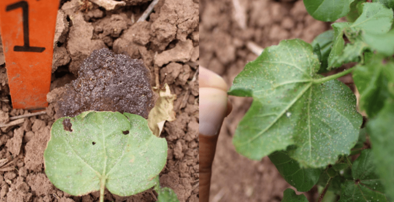 Aphid infestation