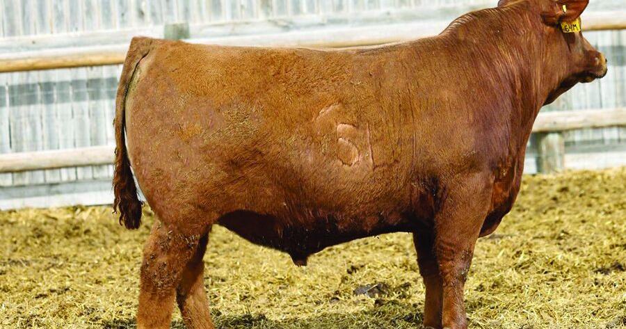 Mehlhoff family busy preparing for spring sale