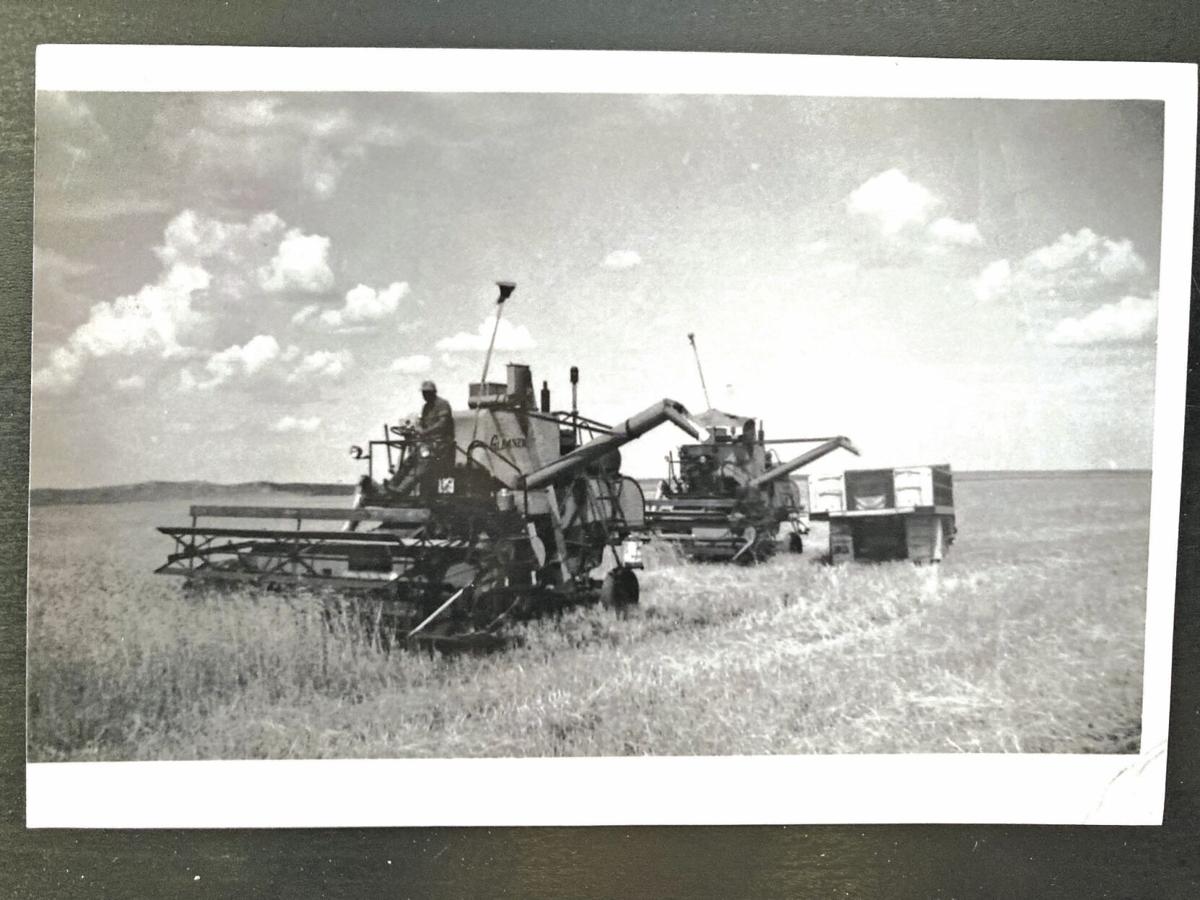 Looking Back: Whites combine wheat