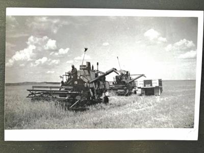 Looking Back: Whites combine wheat