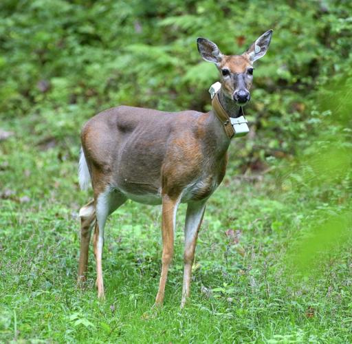 Deer
