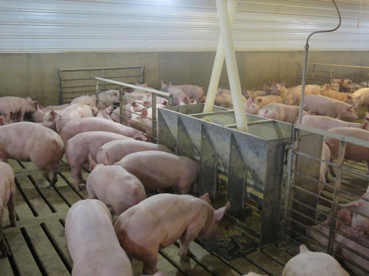 Pork Security Tool 1.JPG