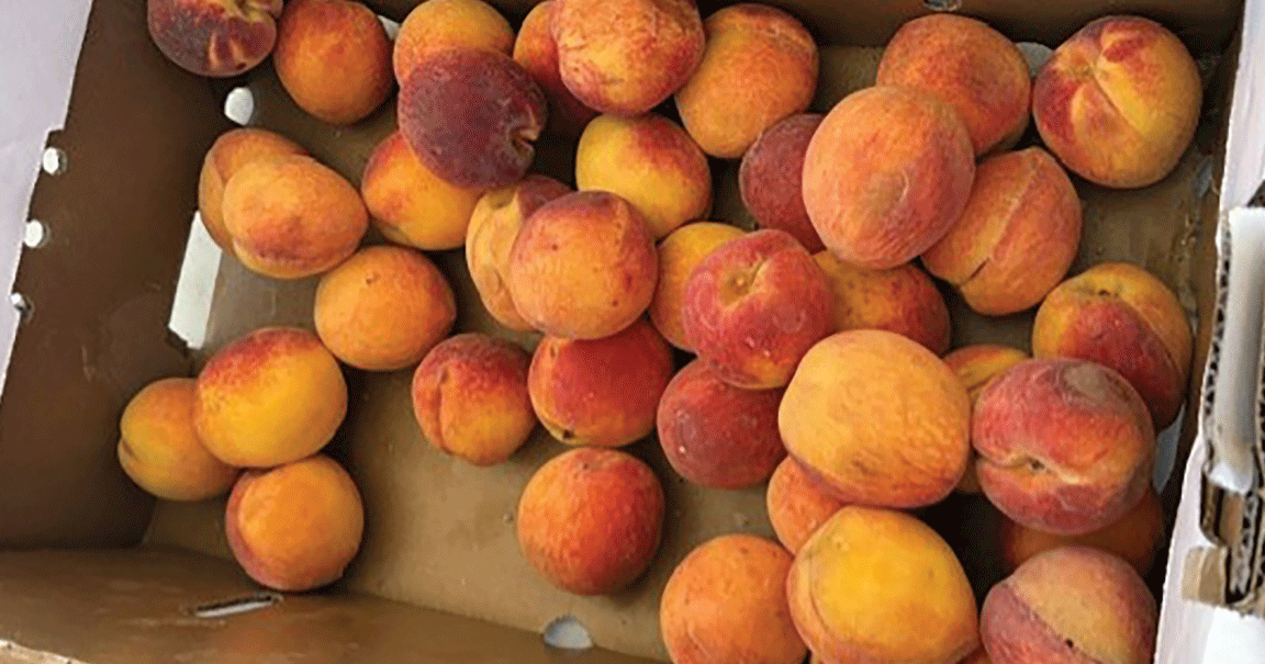 peaches-fm-mo-2x-S-Rdside-std-pic-4.gif