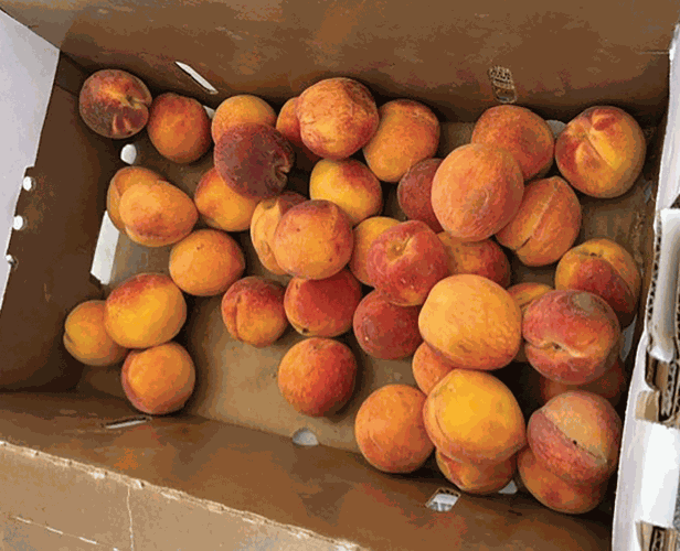 peaches-fm-mo-2x-S-Rdside-std-pic-4.gif