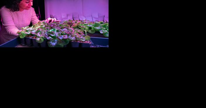 New strategies for vertical farming more productive, less costly - Vimarsana News
