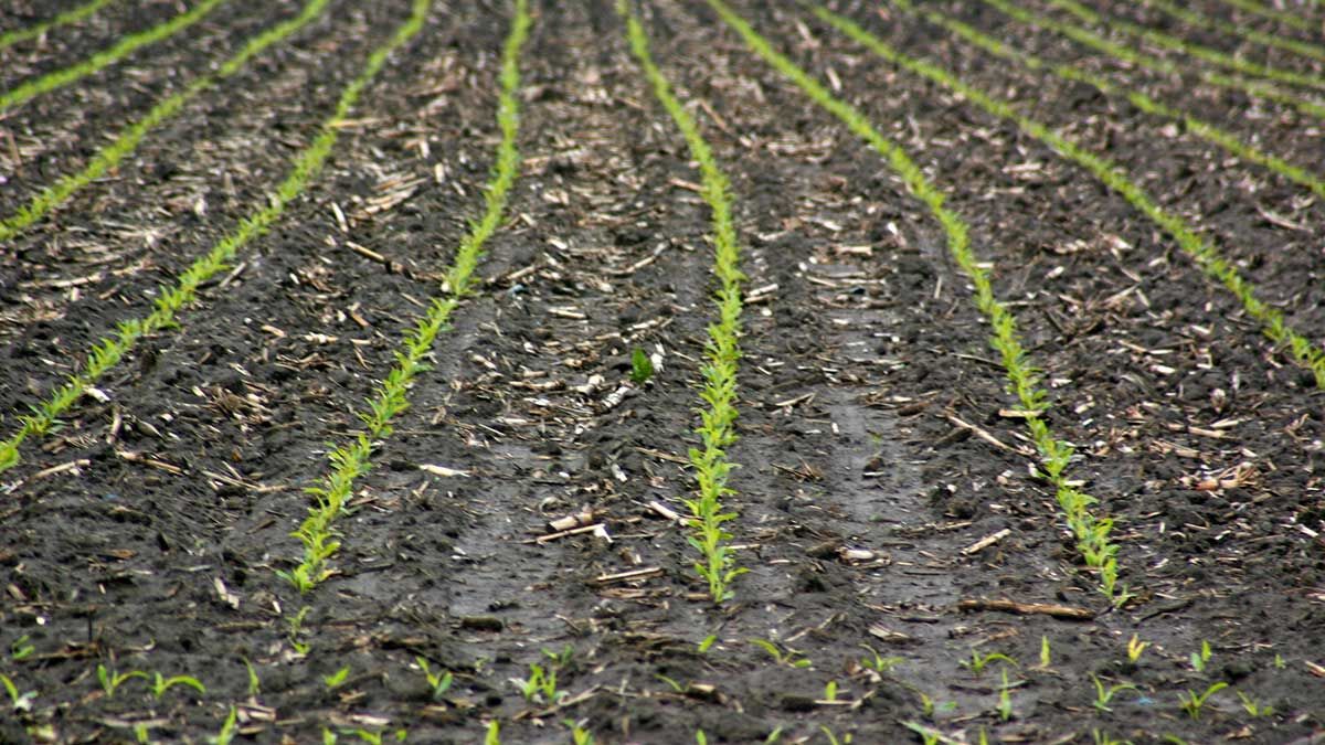 Crop emergence