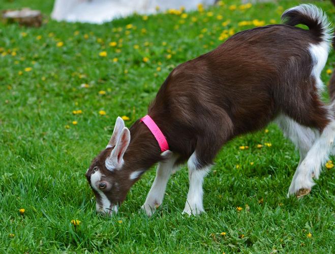 Goat grazes