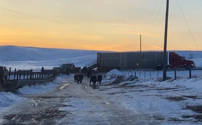 Miller Angus (4).jpg