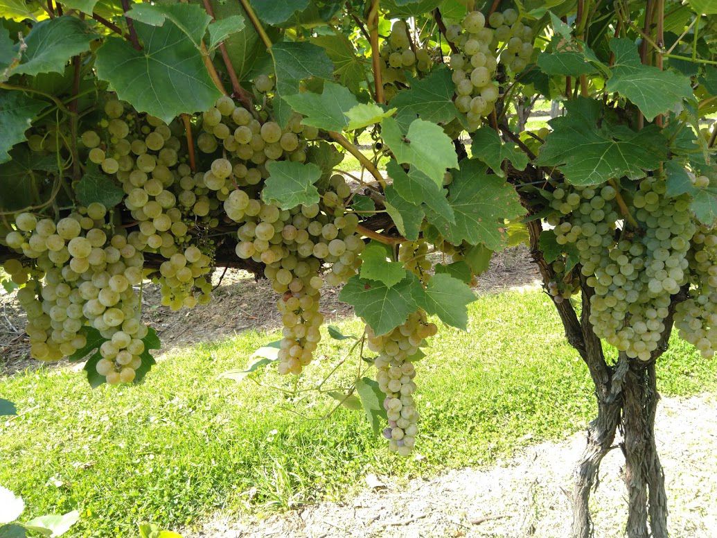 White Grapes