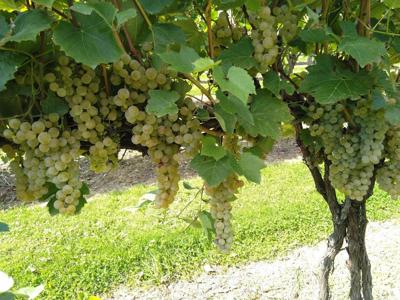 White Grapes