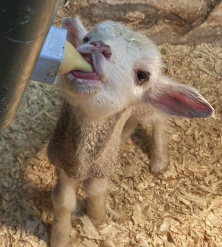 Lamb feeding at nipple