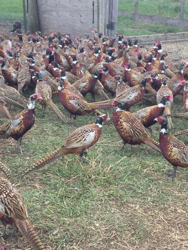 Hoggs of Fife Silk Tie Brown Pheasants Country Hunting/shooting Game Farmers