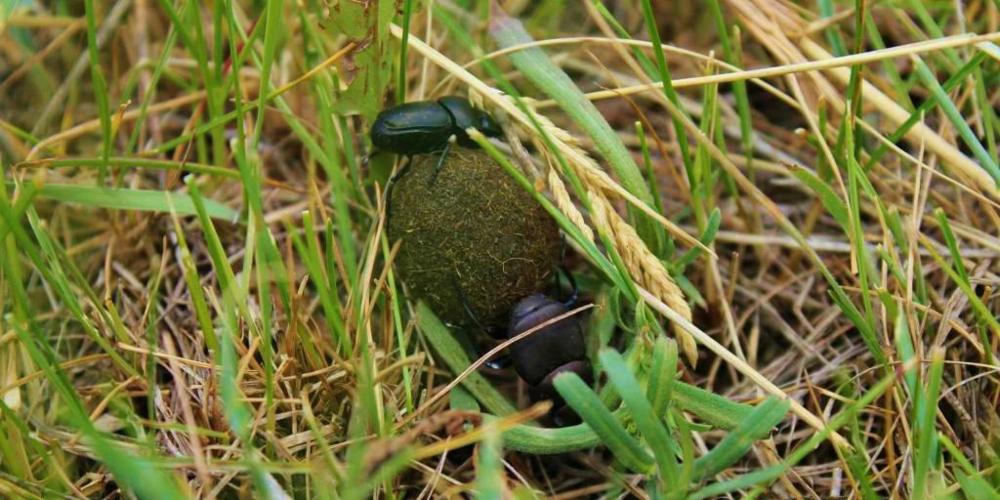 Dung beetles