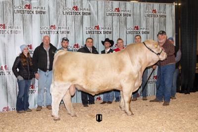 Charolais bull champion