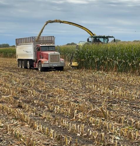 CW Mockler 1 Cutting Silage.jpeg