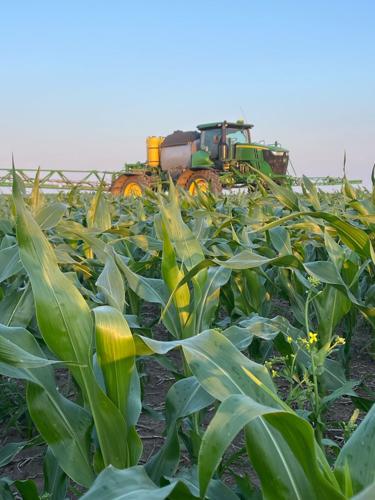 Corn