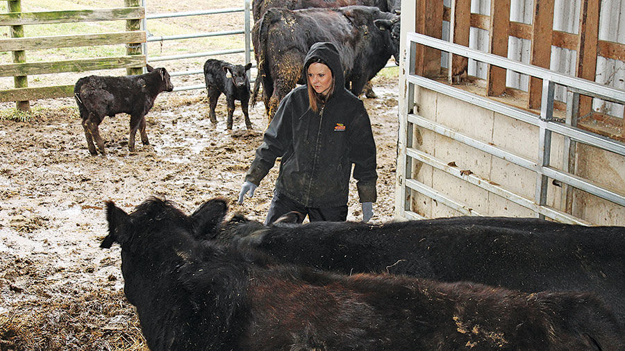 Illinois producers design Angus herd genetics for better beef