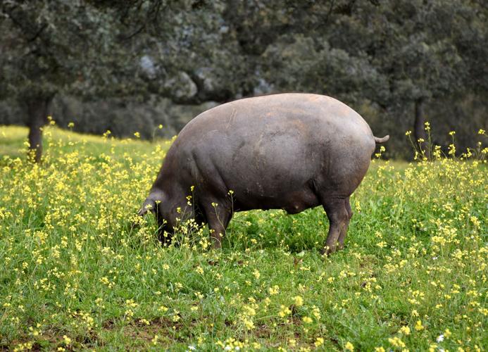 Iberian pig