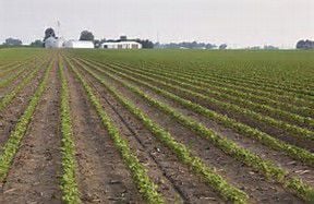 soybean field