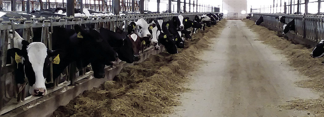 Holstein cows in barn