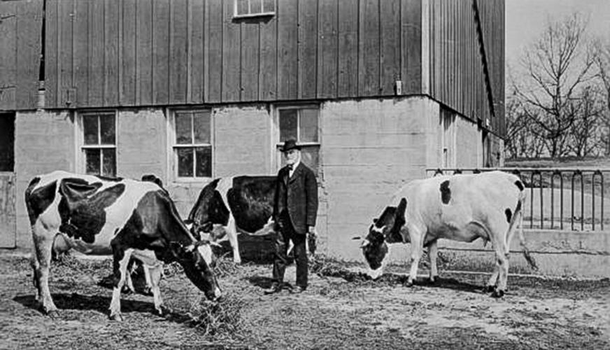Stephen Babcock with cows