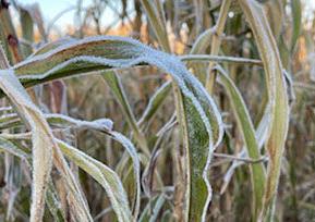 Frosted leaves