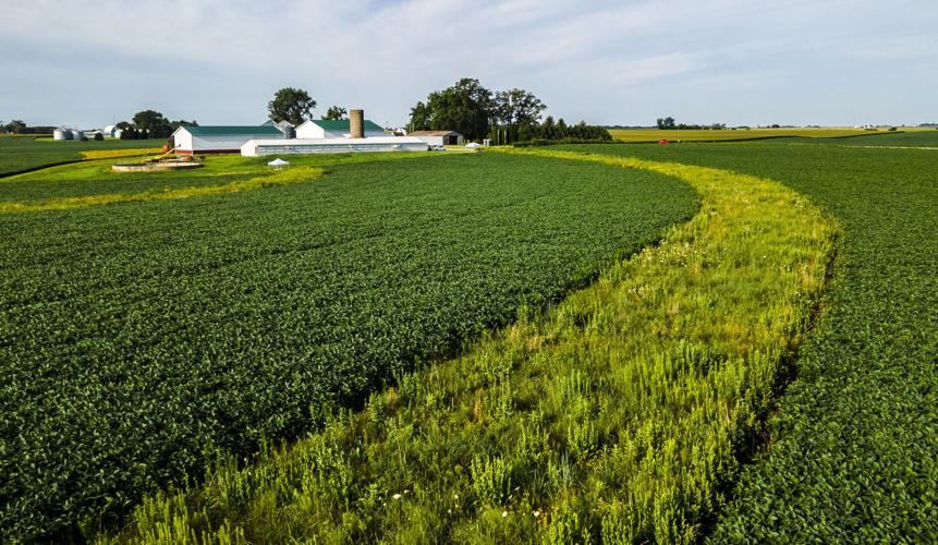 Prairie strip