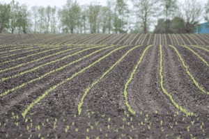 Nitrogen use efficiency program launched for 2026 growing season