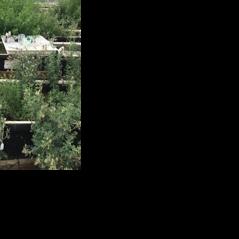 New crop breed survives challenge