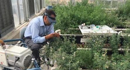 Crossing alfalfa plants