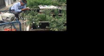 Crossing alfalfa plants