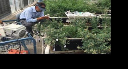 Crossing alfalfa plants