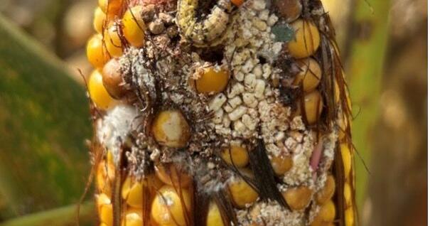 Corn earworm