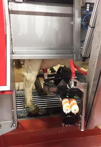 Cow udder fitted with teat cups, brushes for cleaning