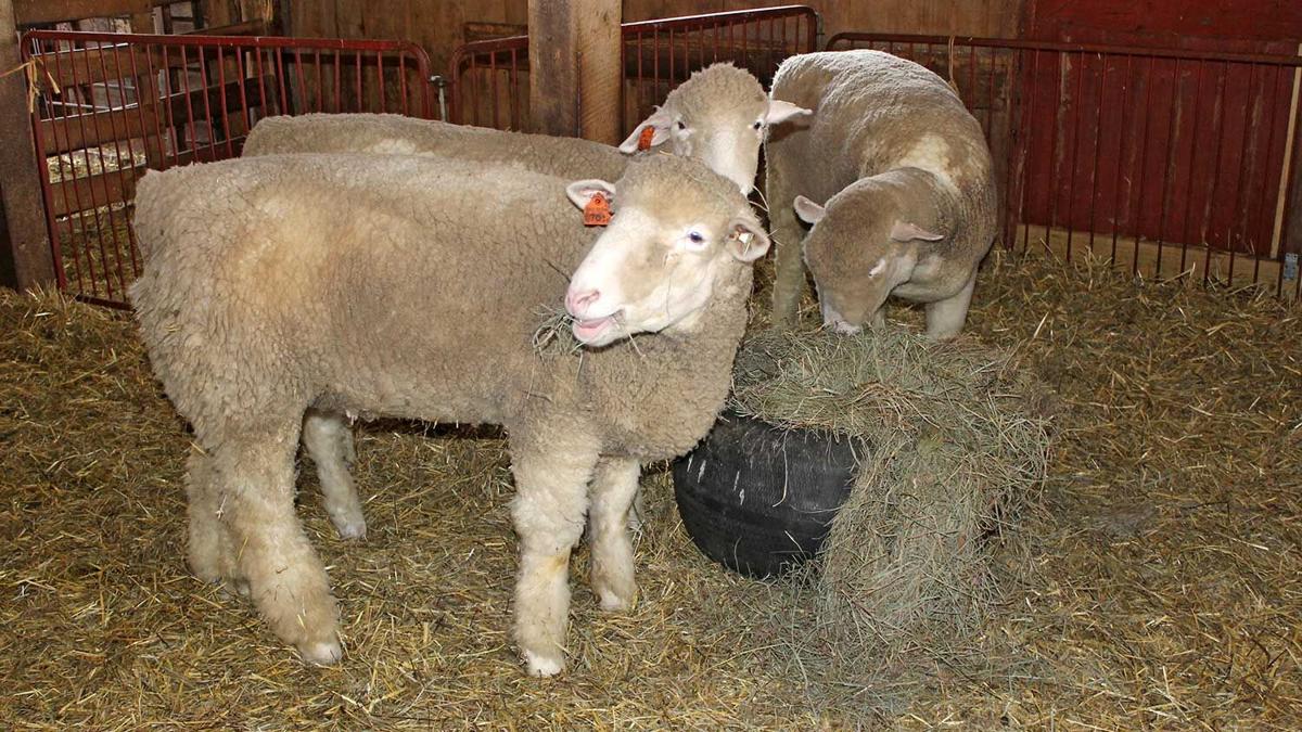 Sheep-at-feeding-time