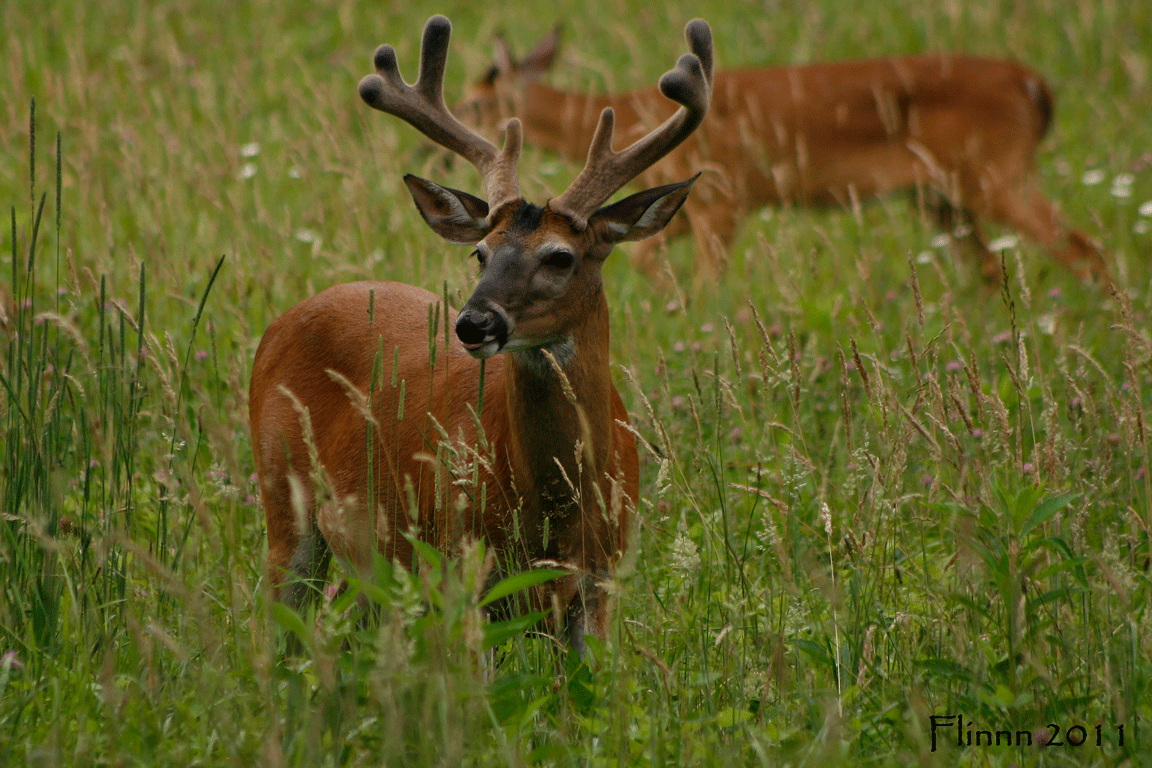 buck velvet antlers