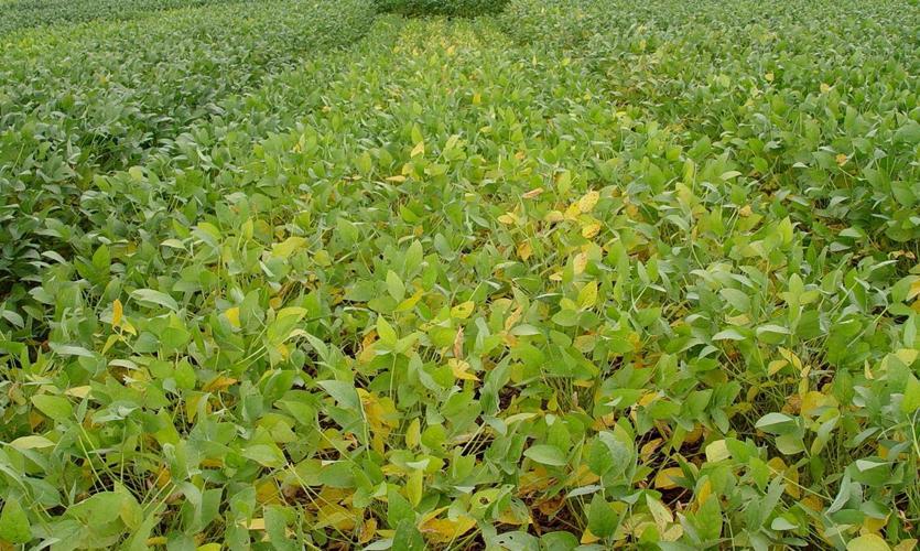 Sulfur deficiency in soybeans