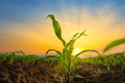 Maize seedling in the agricultural garden with the sunset