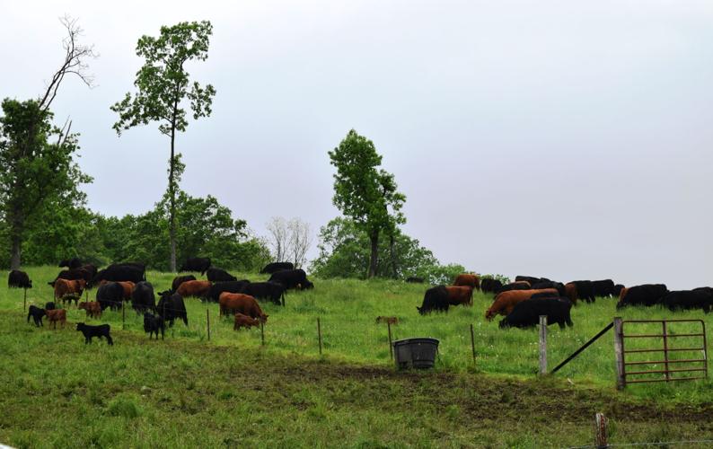 Cattle in paddock at Butler Family Farm