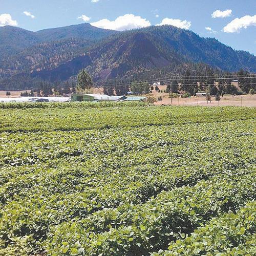 Bean field Deluge Farm