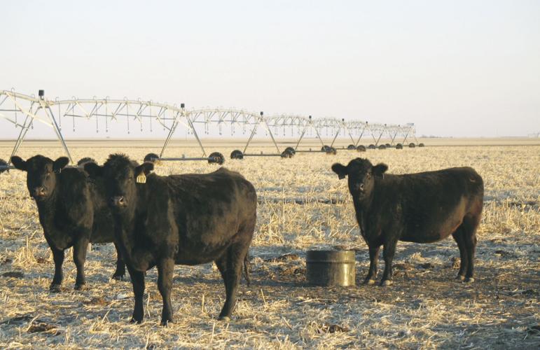 Mineral intake (1).jpg