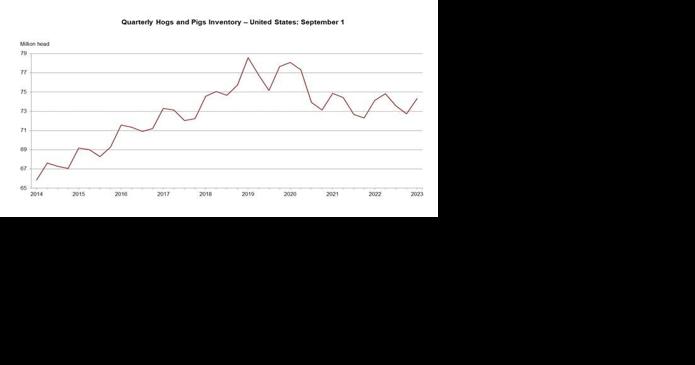 United States hog inventory up slightly - Vimarsana News