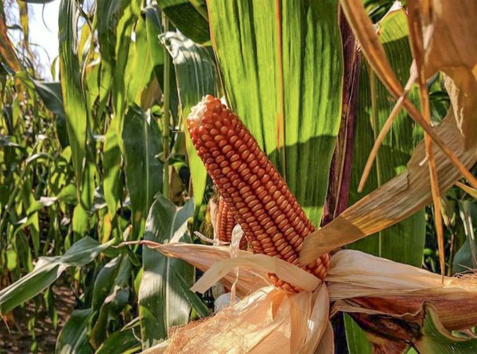 Red corn